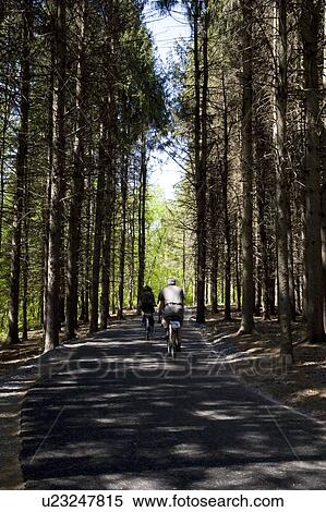 Waterloo, Quebec, Canada; Tourists cycling along a bicycle path surrounded by tall trees View Large Photo Image Stock Photography - Waterloo, Quebec, Canada; Tourists cycling along a bicycle path surrounded by tall trees. Fotosearch