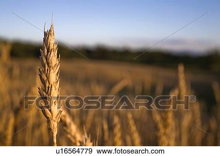 Stock Photo - Wheat field. Fotosearch