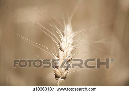 Wheat View Large Photo Image Stock Photo - Wheat . Fotosearch