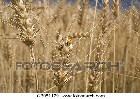 Wheat View Large Photo Image Stock Photo - Wheat . Fotosearch