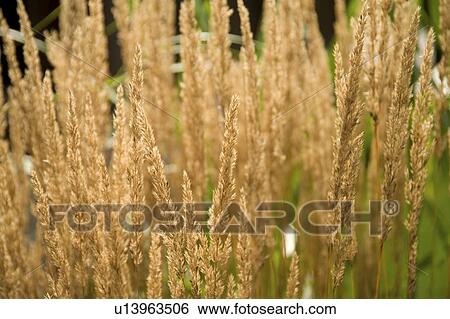 Wheat View Large Photo Image Stock Photograph - Wheat. Fotosearch