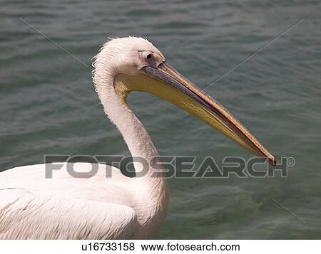 White pelican  View Large Photo Image Stock Photo - White pelican . Fotosearch