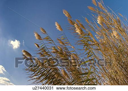 Stock Image - Wild grass. Fotosearch