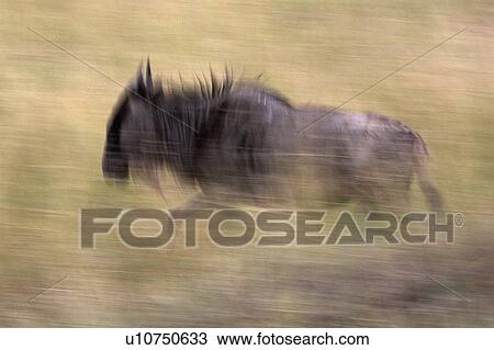 Wildebeest, Masai Mara, Kenya; Wildebeest running View Large Photo Image Stock Image - Wildebeest, Masai Mara, Kenya; Wildebeest running . Fotosearch