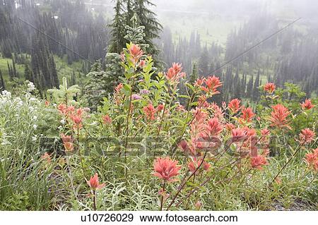 Stock Photo - Wildflowers, Mount Rainier National Park, Washington State, USA. Fotosearch