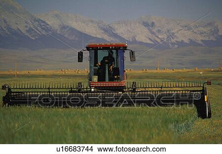 Windrower cutting crop View Large Photo Image Picture - Windrower cutting crop. Fotosearch
