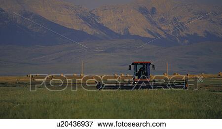 Stock Photo - Windrower cutting crop. Fotosearch