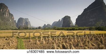 Stock Photography - Yangshou, China, Asia; Cultivated rice fields. Fotosearch