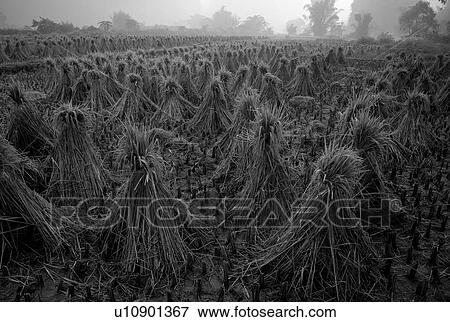 Yangshuo county, China, Asia; rice fields View Large Photo Image Stock Photo - Yangshuo county, China, Asia; rice fields. Fotosearch
