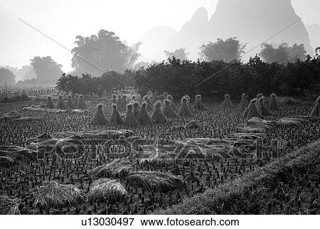 Yangshuo county, China, Asia; Rice fields View Large Photo Image Stock Photo - Yangshuo county, China, Asia; Rice fields. Fotosearch