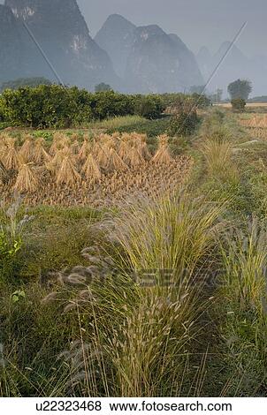 Stock Photo - Yangshuo county, China, Asia; Rice fields. Fotosearch