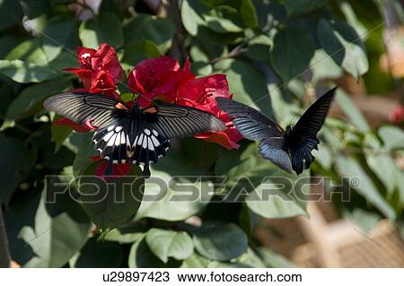 Stock Image - Yangshuo county, China, Asia; Butterflies on a flower. Fotosearch