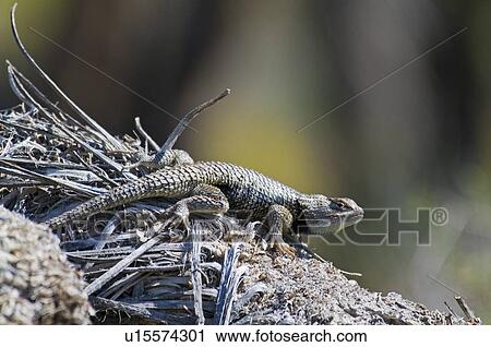 Yellow-backed desert spiny lizard (Sceloporus magister uniformis) View Large Photo Image Stock Image - Yellow-backed desert spiny lizard (Sceloporus magister uniformis). Fotosearch