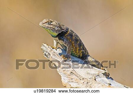 Yellow-backed Spiny Lizard (Sceloporus magister uniformis), Mojave Desert, California, USA; Lizard on a branch in the sun View Large Photo Image Picture - Yellow-backed Spiny Lizard (Sceloporus magister uniformis), Mojave Desert, California, USA; Lizard on a branch in the sun. Fotosearch