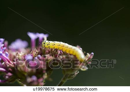 Yellow caterpillar on a flower View Large Photo Image Stock Photography - Yellow caterpillar on a flower. Fotosearch