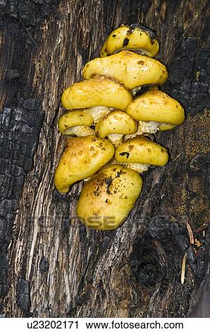 Stock Image - Yellow fungus on a tree, Sequoia National Park, California, USA . Fotosearch