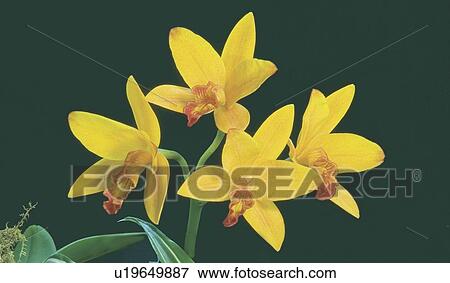 Yellow Orchids View Large Photo Image Stock Photo - Yellow Orchids. Fotosearch