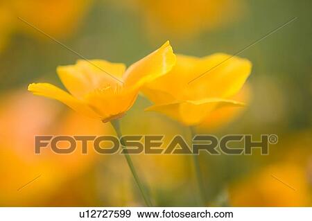 Yellow poppy flower, Mount Hood, Oregon, USA View Large Photo Image Stock Photo - Yellow poppy flower, Mount Hood, Oregon, USA . Fotosearch
