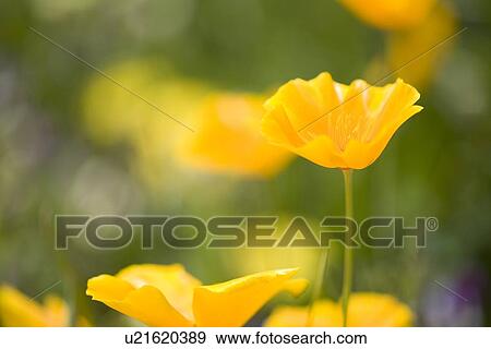 Stock Photo - Yellow poppy flower, Mount Hood, Oregon, USA . Fotosearch