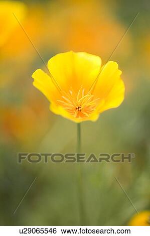 Yellow poppy flower, Mount Hood, Oregon, USA View Large Photo Image Stock Photograph - Yellow poppy flower, Mount Hood, Oregon, USA . Fotosearch
