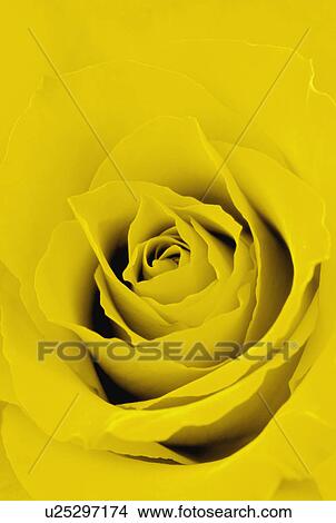 Yellow rose View Large Photo Image Picture - Yellow rose. Fotosearch