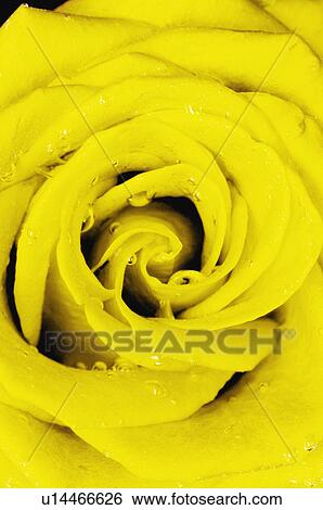 Yellow rose with water drops View Large Photo Image Stock Photograph - Yellow rose with water drops. Fotosearch