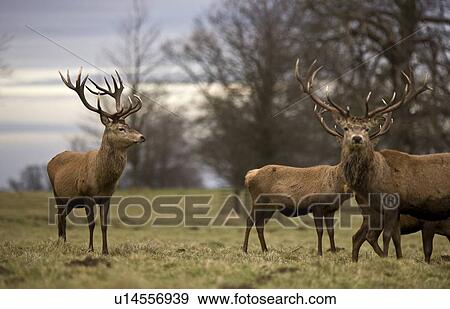 Yorkshire, England; Deer standing in a field View Large Photo Image Stock Photo - Yorkshire, England; Deer standing in a field. Fotosearch