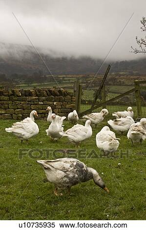 Stock Photography - Yorkshire, England; Geese grazing in a farmyard. Fotosearch