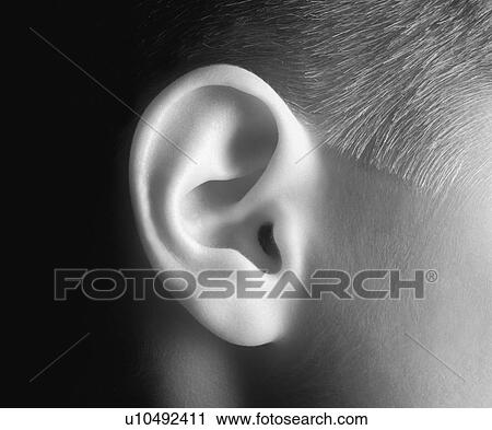 Stock Image - Young person's ear in black and white. Fotosearch
