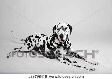 Adult Dalmatian lying in studio View Large Photo Image Stock Photo - Adult Dalmatian lying in studio. Fotosearch