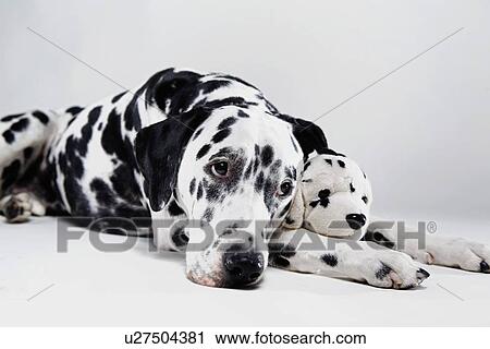 Stock Image - Adult Dalmatian with stuffed toy. Fotosearch