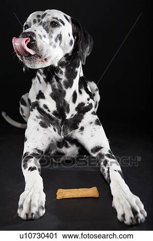 Stock Image - Adult male Dalmatian licking his lips. Fotosearch