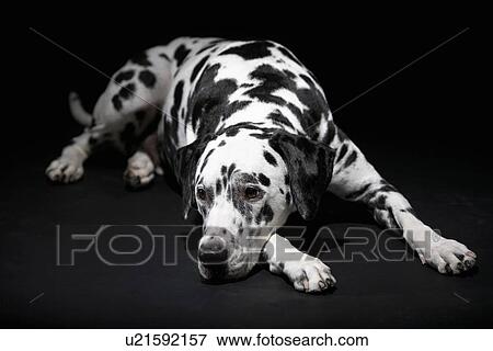 Adult male Dalmatian lying in studio View Large Photo Image Stock Photo - Adult male Dalmatian lying in studio. Fotosearch