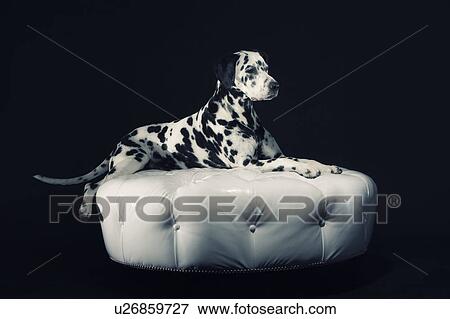 Stock Photo - Adult male Dalmatian on ottoman. Fotosearch