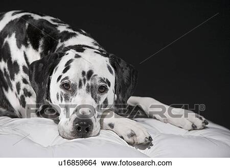 Adult male Dalmatian portrait View Large Photo Image Picture - Adult male Dalmatian portrait. Fotosearch