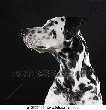 Adult male Dalmatian portrait View Large Photo Image Stock Image - Adult male Dalmatian portrait. Fotosearch
