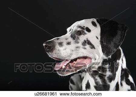 Stock Image - Adult male Dalmatian portrait. Fotosearch