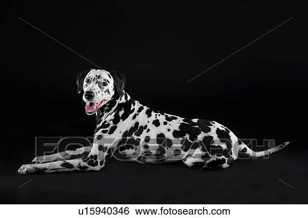 Adult male Dalmatian portrait View Large Photo Image Stock Photograph - Adult male Dalmatian portrait. Fotosearch