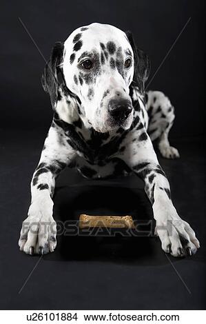 Adult male Dalmatian with biscuit View Large Photo Image Picture - Adult male Dalmatian with biscuit. Fotosearch