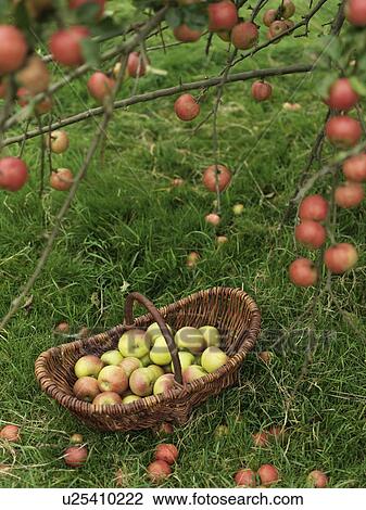Basket of apples under apple tree View Large Photo Image Stock Image - Basket of apples under apple tree. Fotosearch