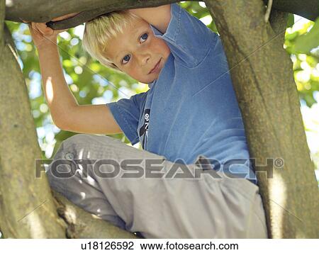 Boy, 7 playing in tree View Large Photo Image Stock Image - Boy, 7 playing in tree. Fotosearch