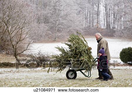 boy and grandfather with christmas tree View Large Photo Image Stock Image - boy and grandfather with christmas tree. Fotosearch
