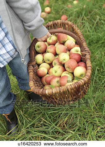 Boy carrying basket full of ripe apples View Large Photo Image Stock Image - Boy carrying basket full of ripe apples. Fotosearch