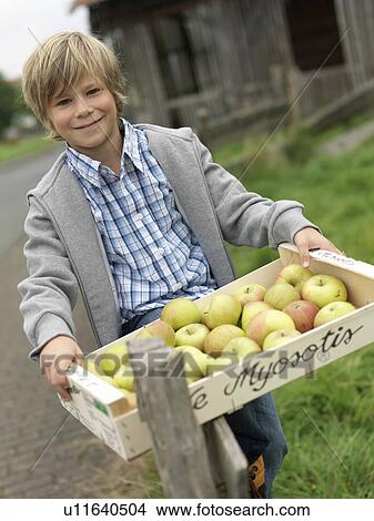 Boy carrying box full of ripe apples View Large Photo Image Picture - Boy carrying box full of ripe apples. Fotosearch