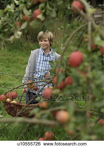 Boy picking apples at harvest time View Large Photo Image Stock Photograph - Boy picking apples at harvest time. Fotosearch