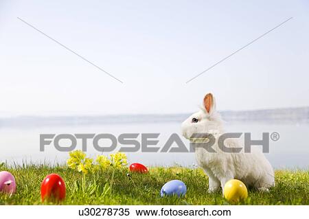 Stock Photography - bunny, easter eggs in grass. Fotosearch