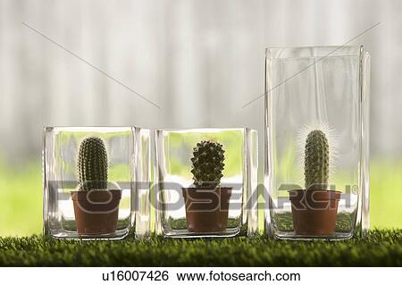 Cacti in glass vases View Large Photo Image Stock Photograph - Cacti in glass vases. Fotosearch