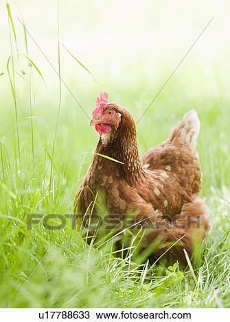Chicken in Meadow View Large Photo Image Stock Image - Chicken in Meadow. Fotosearch