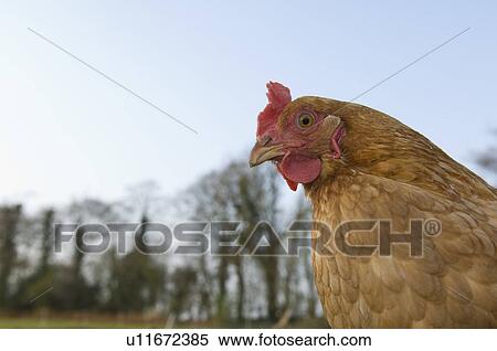 Chicken outside View Large Photo Image Stock Photography - Chicken outside. Fotosearch