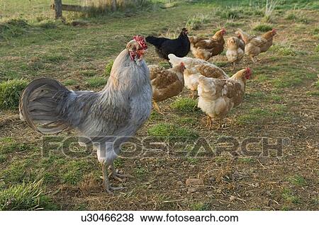 cockerel with hens View Large Photo Image Stock Photo - cockerel with hens. Fotosearch